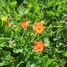 More beautiful flowers